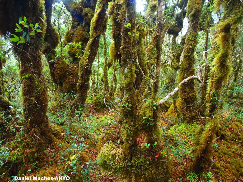 Beautiful Sayang Mossy Forest