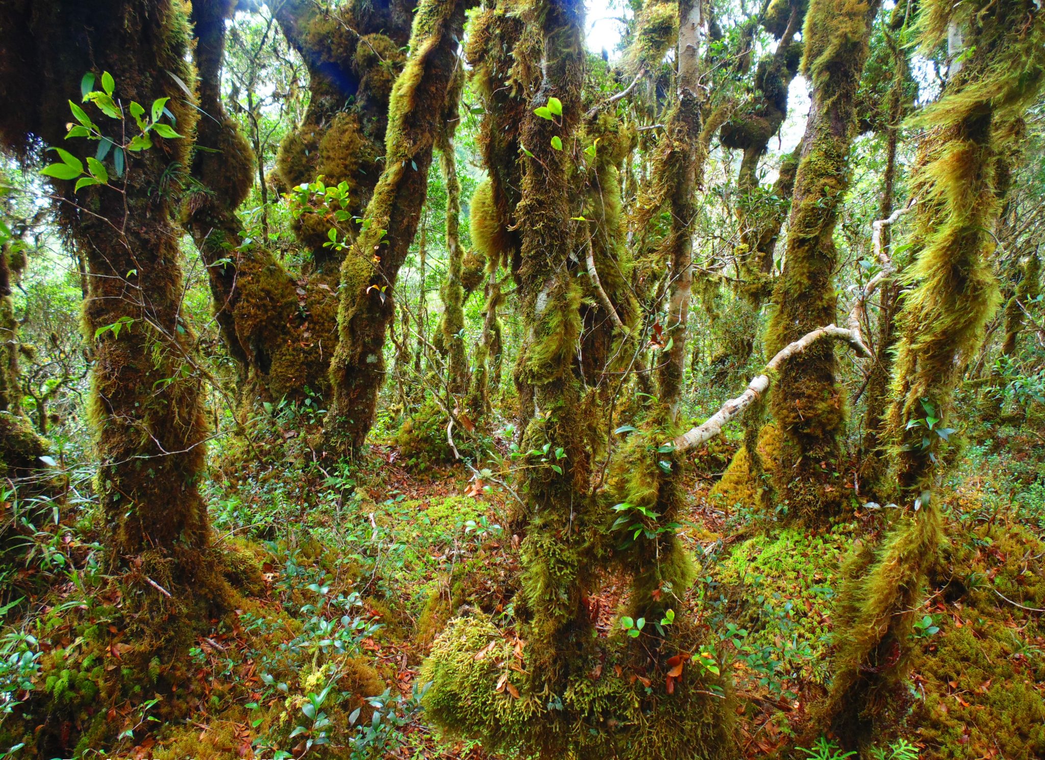 Top 10 Stunning Forests in the Philippines You Should Visit Now