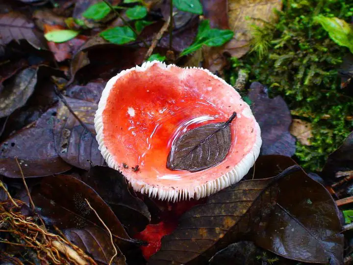 An edible mushroom found along the way to Siblaw Taraw of Barlig.