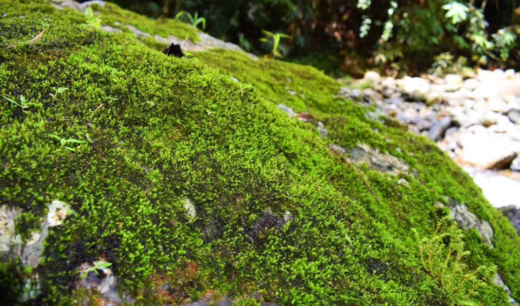 Moss-covered stones along the way to Shamsham Falls.