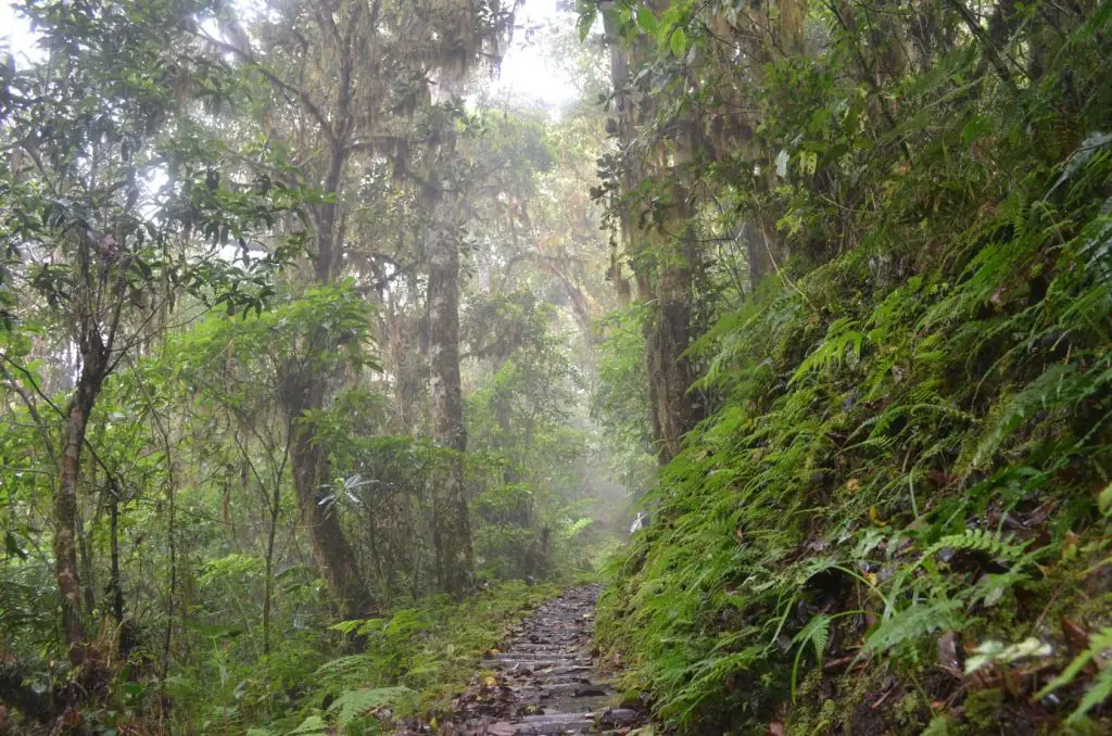 Lush trail to Mt Amuyao