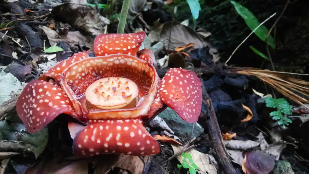 Rafflesia as seen along the way to Mt Makiling.