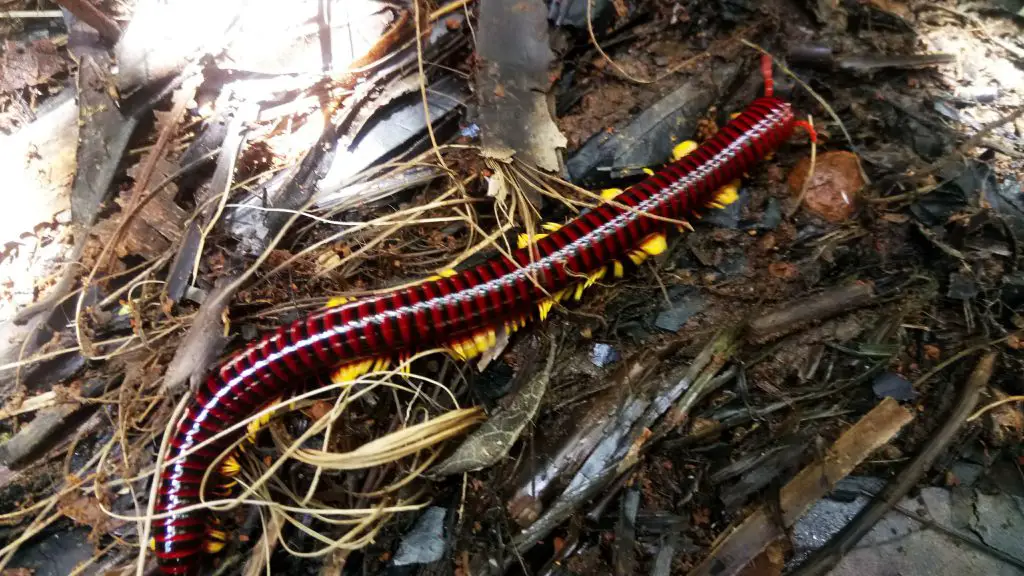 A millipede species found on the way to Mt Makiling