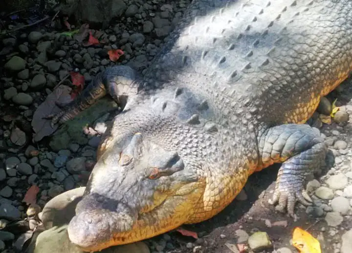 Crocodile Park. One of the tourist spots in Davao City.