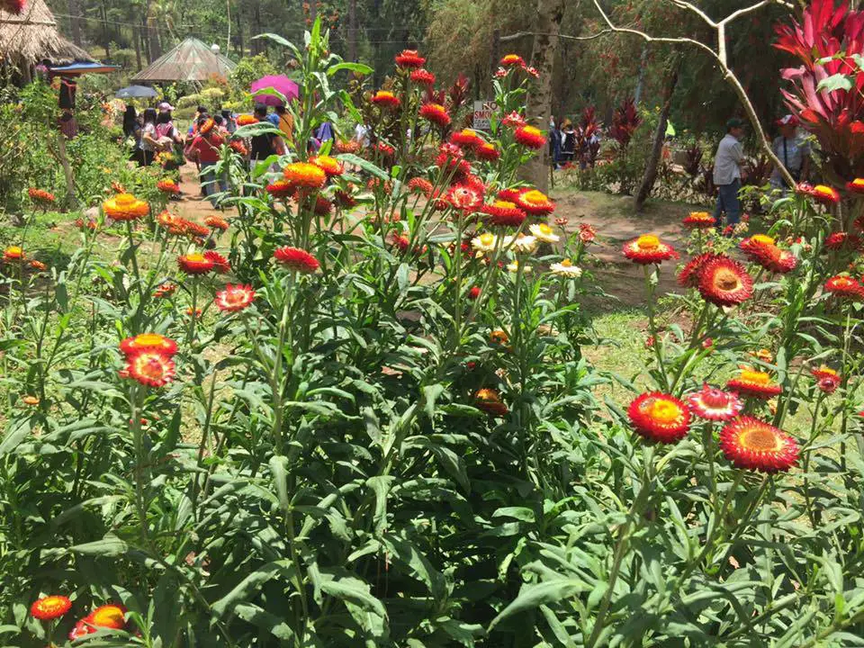 Flowers at Botanical Garden Baguio