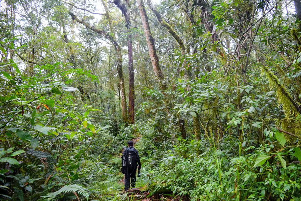 10+ Stunning Forests in the Philippines You Should Visit Now