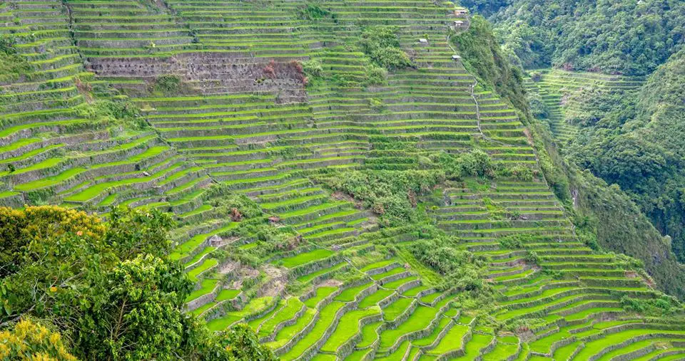 Batad Rice Terraces just after the planting season