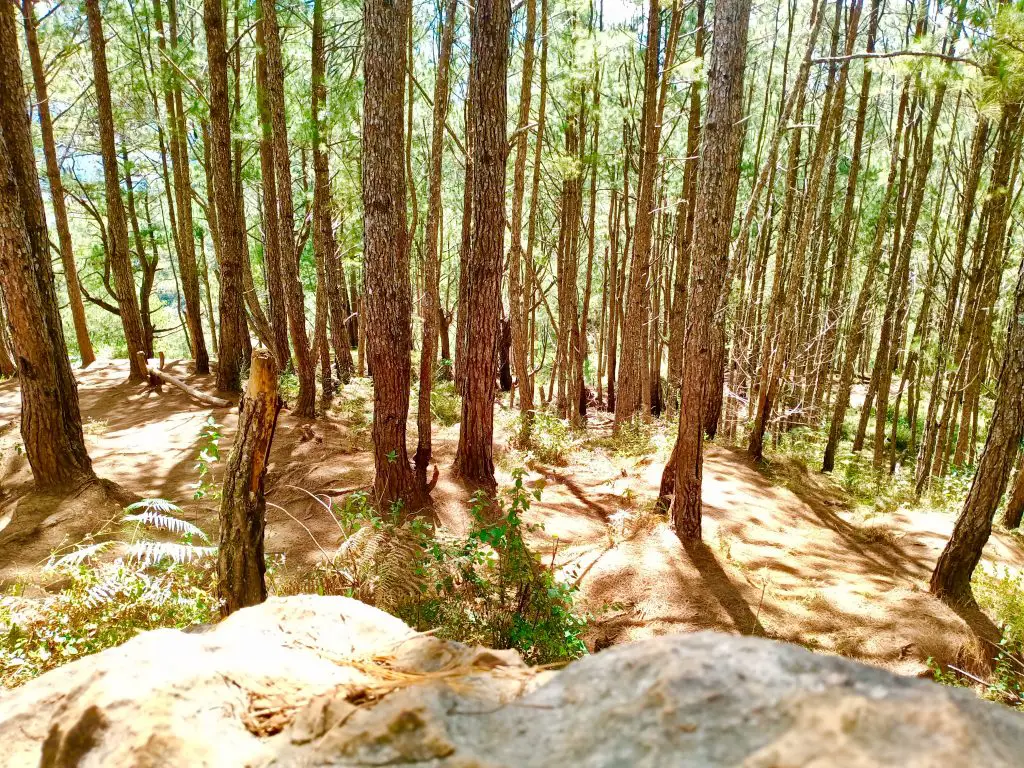 Forests along the way to Marlboro Country/Marlboro Hills Sagada