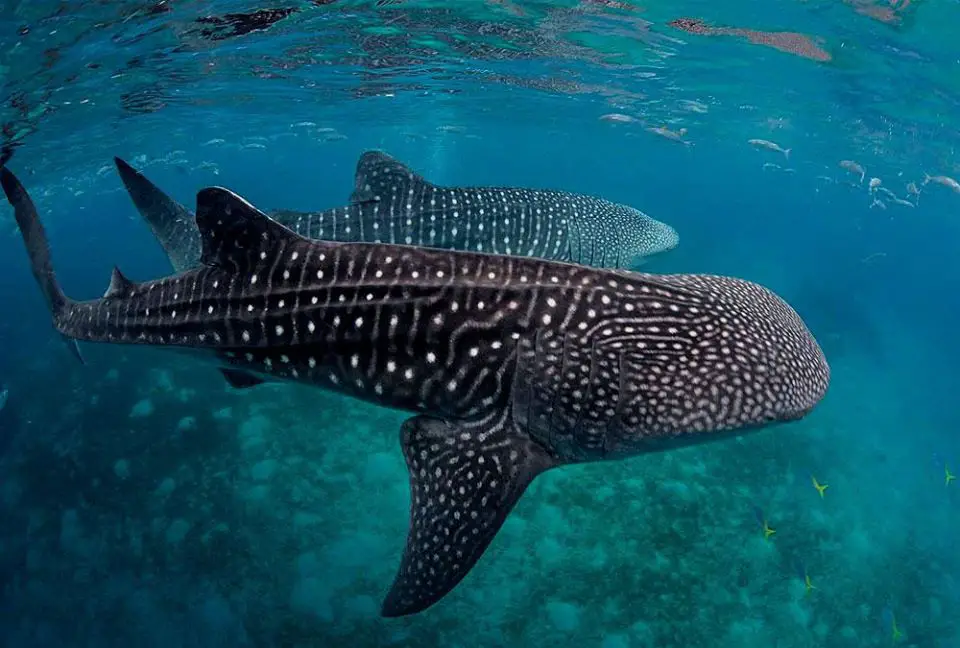 Donsol Whale Shark is one of the best tourist spots/attractions in Sorsogon province