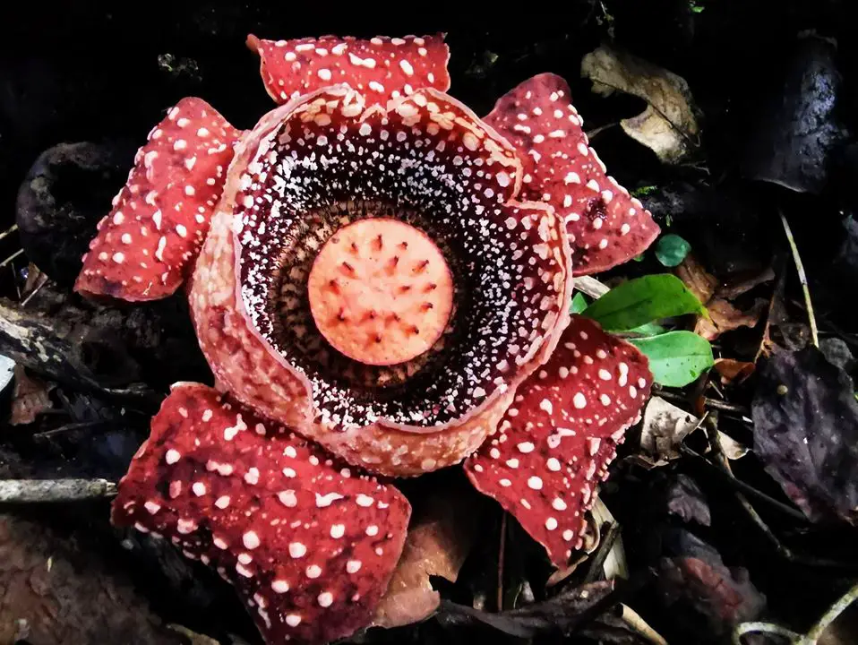 Rafflesia flowers is one of the best Antique tourist spot
