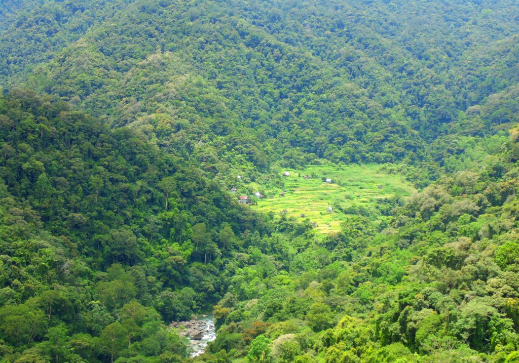 Dipterocarp and mossy forests in Lias, Barlig, Mountain Province, Philippines
