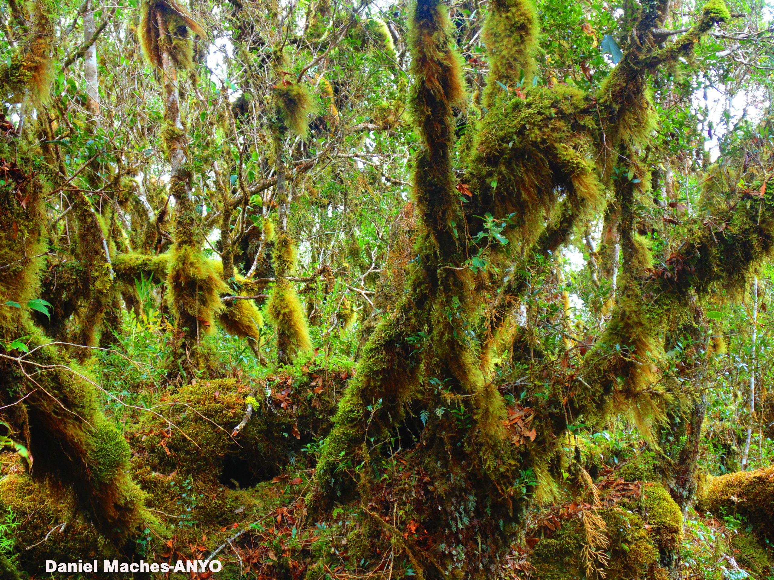 Sayang Mossy Forest (Philippines' Last Ecological Frontier)