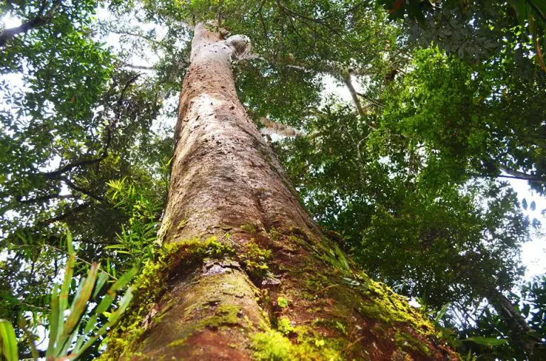 Top 10 Stunning Forests in the Philippines You Should Visit Now